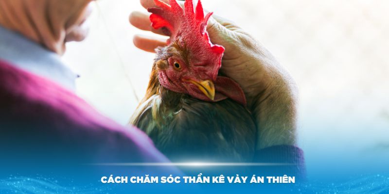 Hướng dẫn cách chăm sóc thần kê vảy Án Thiên