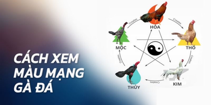 Bí kíp lựa chọn chiến kê dựa vào màu mạng