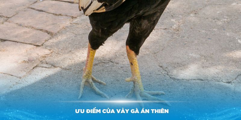 Những ưu điểm của vảy gà Án Thiên bạn nên biết