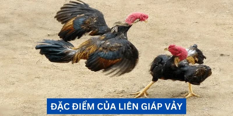 Sức khỏe tốt và tinh thần cao là một trong những đặc điểm của chiến kê liên giáp vảy