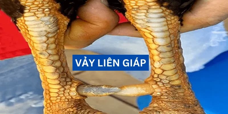 Vảy liên giáp là một trong những loại vảy được săn đón nhiều nhất trong thị trường gà chọi