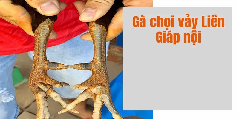 Liên giáp nội là sự lựa chọn ưu tiên hàng đầu trong các họ liên giáp