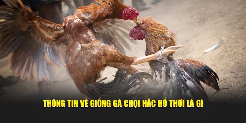 Thông tin về giống gà chọi Hắc Hổ Thới là gì